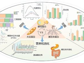 蘑菇中有“新蛋白”（科技瞭望）