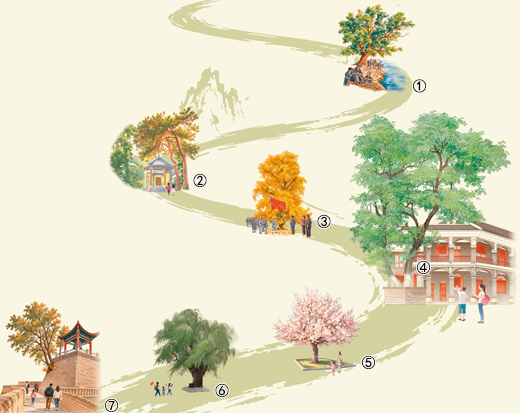 长征·红军树（见证）