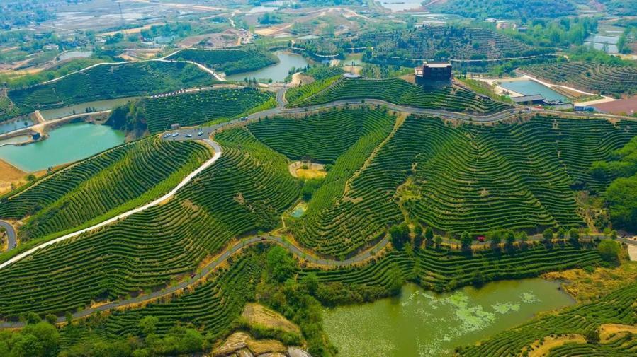 春日经济新图景｜茶香唤醒春山忙