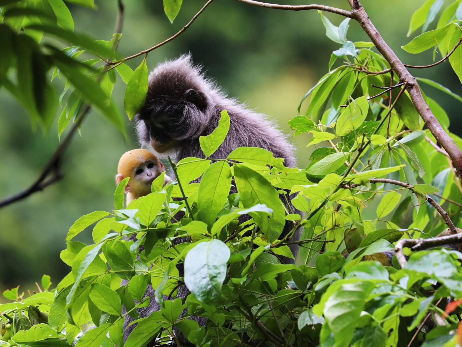 外媒说丨中国野生动植物保护监管水平进一步提高