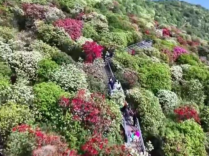 百花盛开迎客来 助力春日经济新活力