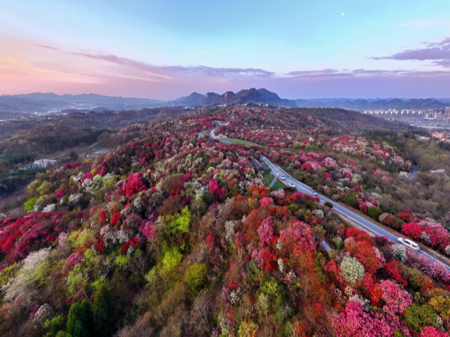 数读中国开局新活力｜万亩春花+百亿春茶+近千项活动 “氛围感”燃动春日经济