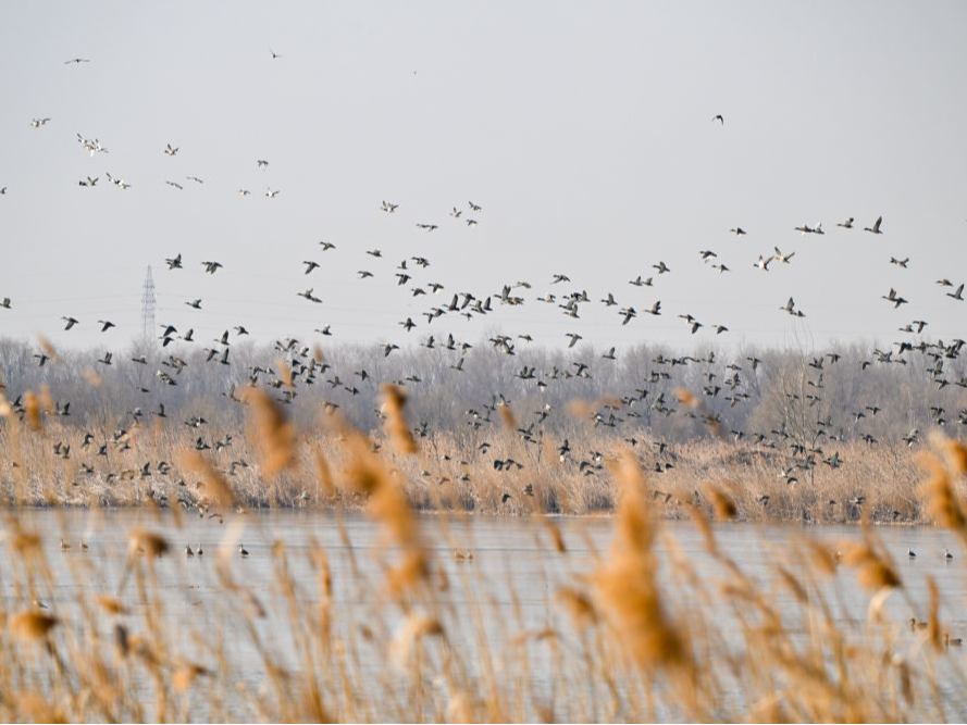 一座中国村庄的“气候民生”