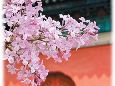 丁香乡愁 诗会侨心（侨界关注）